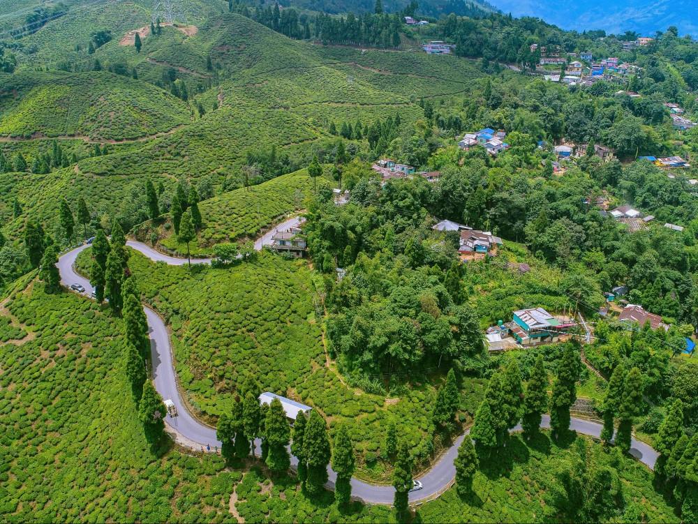 Tea gardens on the Mirik road